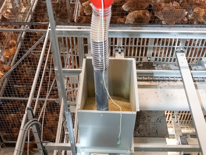 Hühnerstall Futter