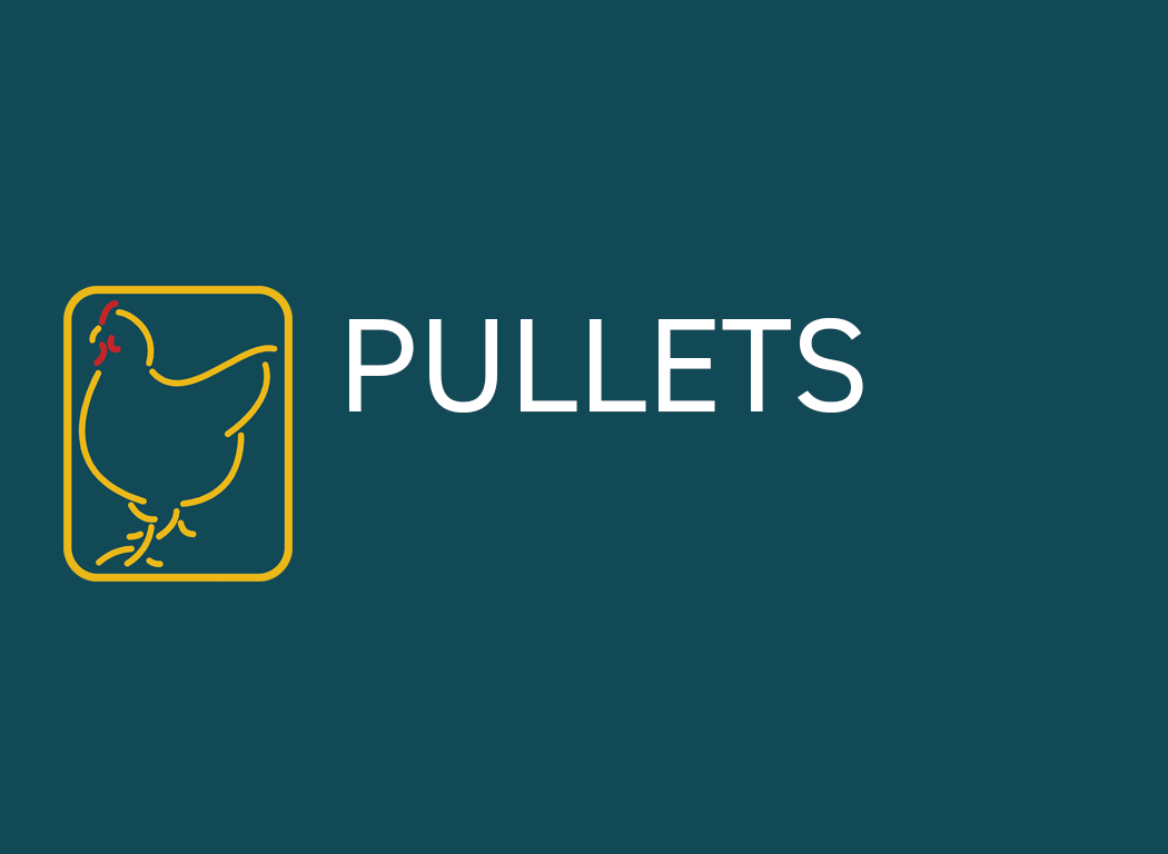 Menue_klein_pullets_normal